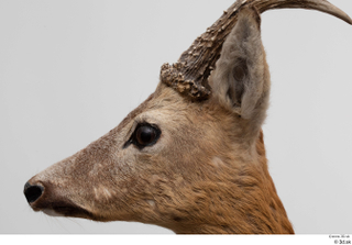 European roe deer head 0006.jpg